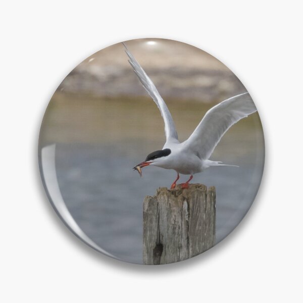 Item preview, Common Tern designed and sold by LaurenTucker.