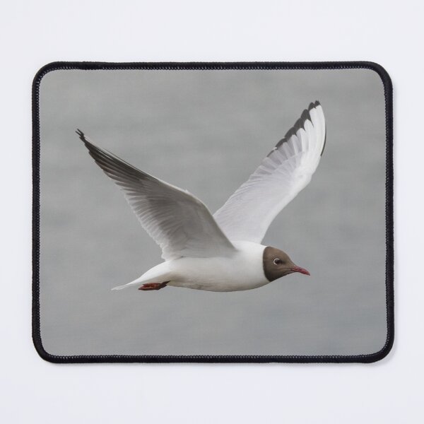 Item preview, Black Headed Gull designed and sold by LaurenTucker.