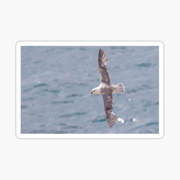 Item preview, Fulmar designed and sold by LaurenTucker.