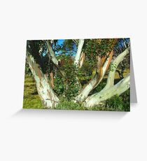 Snow Gum Greeting Card