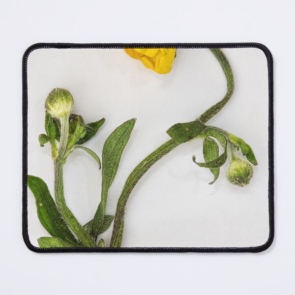Item preview, Sprung #05: I've Fallen designed and sold by AntSmith.