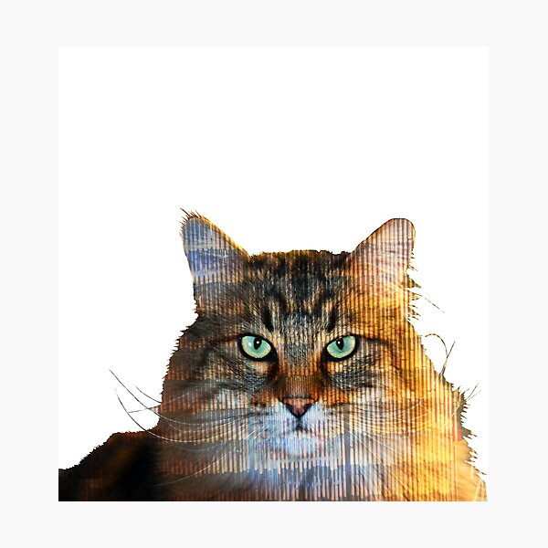 El Gato Guapo Photographic Print