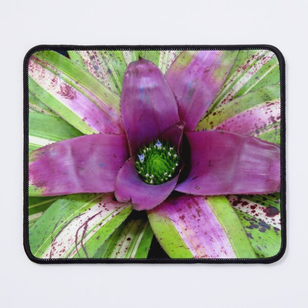 Artikelvorschau, Purple Bromeliad entworfen und verkauft von rosiebrown.