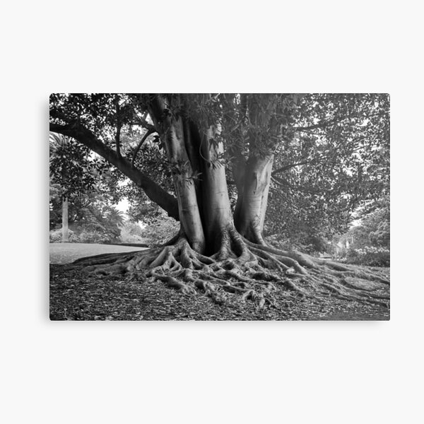 Tree roots Metal Print