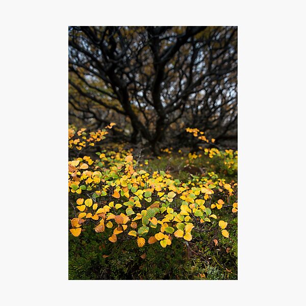 Fagus Flow Photographic Print