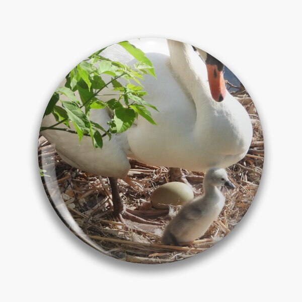 Artikelvorschau, Erster Cygnet geschlüpft entworfen und verkauft von PhotosBySusanne.