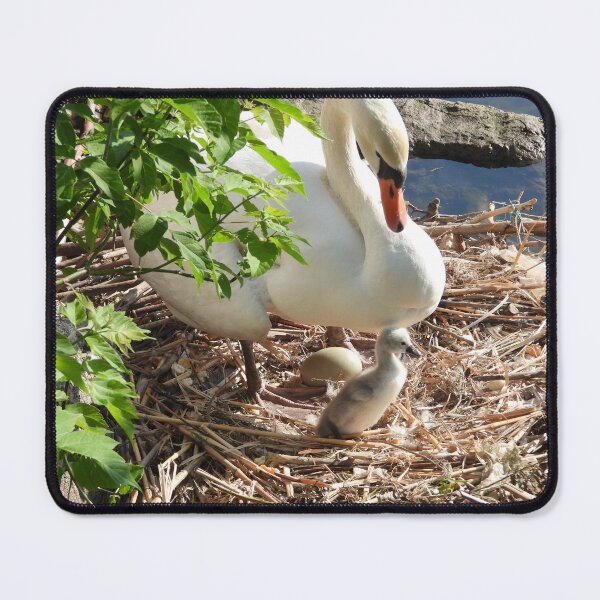 Item preview, First Cygnet Hatched designed and sold by PhotosBySusanne.