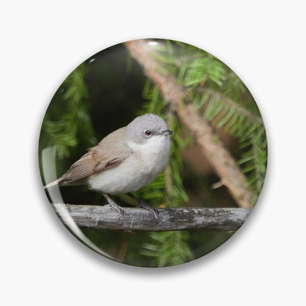 Item preview, Maybe lesser but not to be ignored. Lesser whitethroat designed and sold by Jouko Lehto Photography.