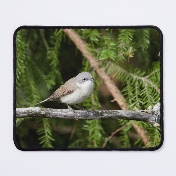 Item preview, Maybe lesser but not to be ignored. Lesser whitethroat designed and sold by Jouko Lehto Photography.