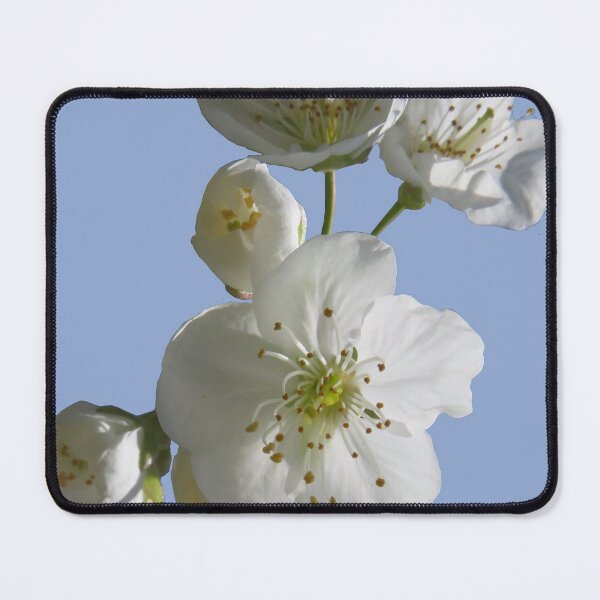 Item preview, cherries in blosssom on blue serenity designed and sold by AHELENE.