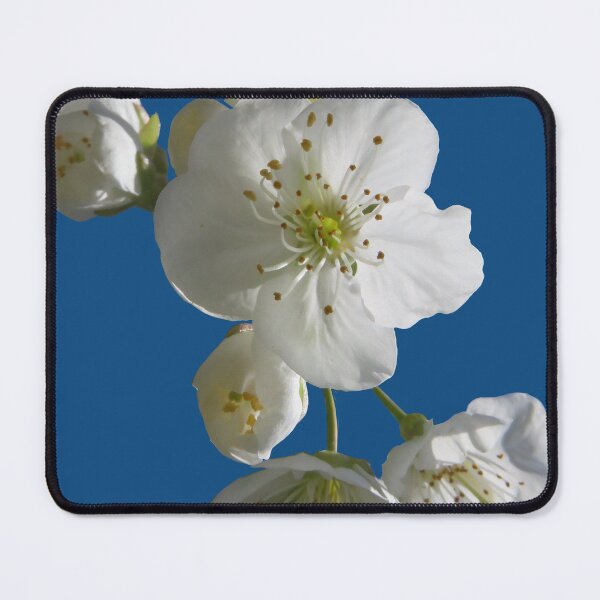 Item preview, cherries in blosssom on snorkel blue designed and sold by AHELENE.