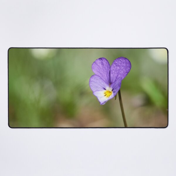 Item preview, Heartsease alone designed and sold by Jouko Lehto Photography.