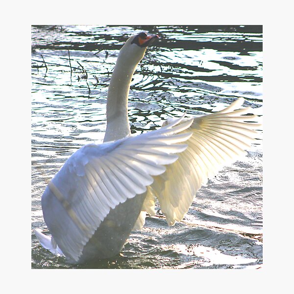 Item preview, Swan Lake designed and sold by jdmphotography.