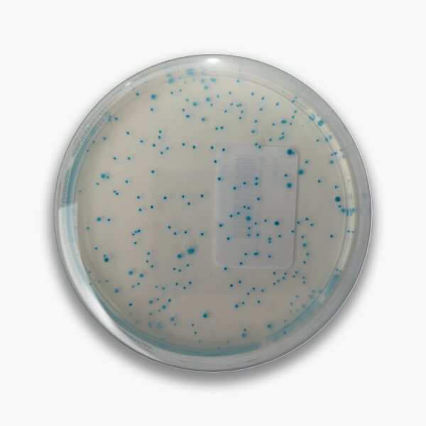Item preview, E.coli on TBX plate designed and sold by Fromthelab.