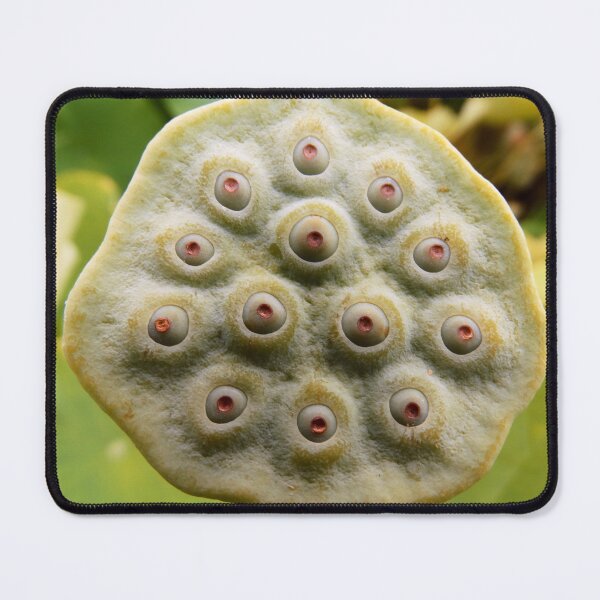 Artikelvorschau, Lotus pod close  entworfen und verkauft von Dude620.
