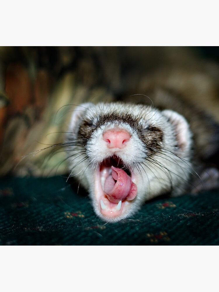 Love is a Ferret. by Mick36