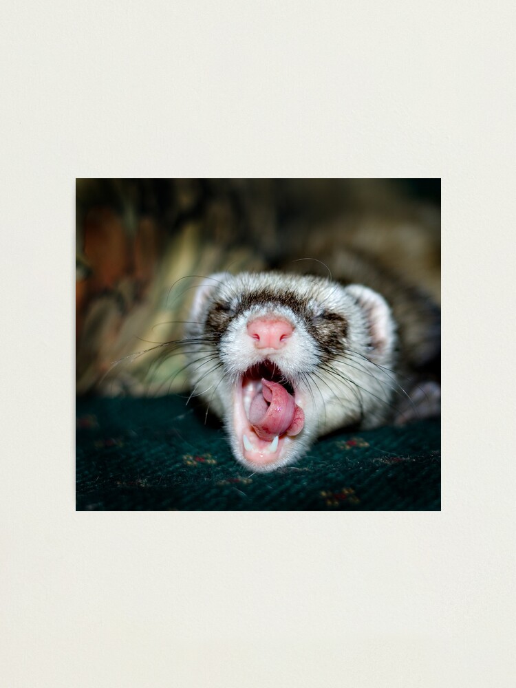Alternate view of Love is a Ferret. Photographic Print