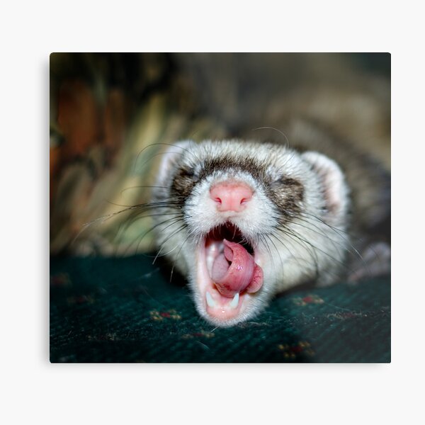 Love is a Ferret. Metal Print