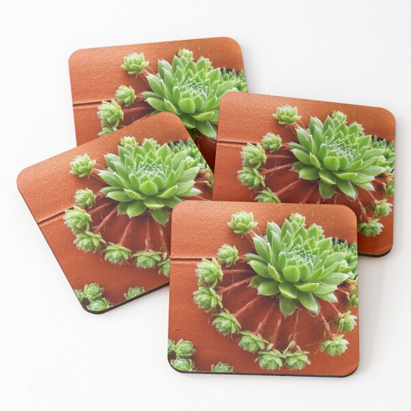 Item preview, Hens and chicks 001 designed and sold by Dude620.