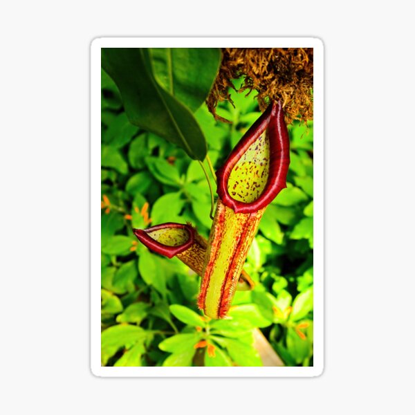 Pitcher plants in a lush garden Sticker