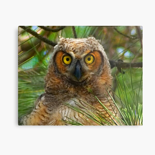 Great Horned Owl Chick Close-up Metal Print