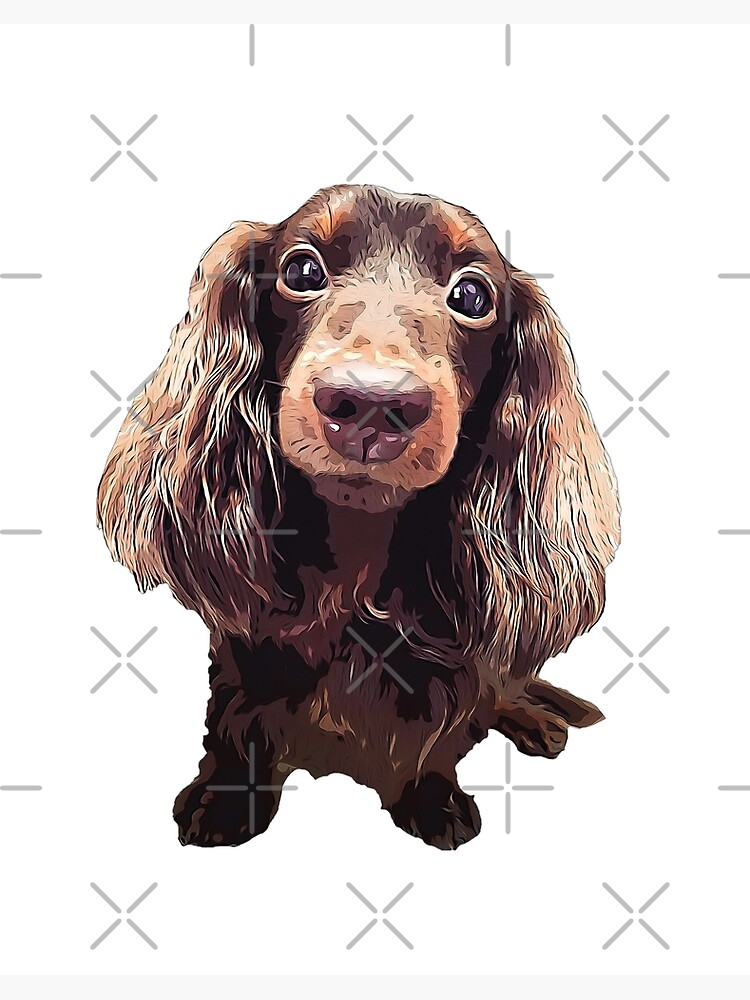 Chocolate dachshund long clearance haired