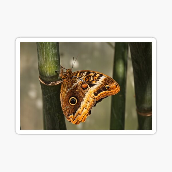 Blue Morpho Butterfly on bamboo Sticker