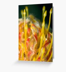 Proteaceae Leucospermum aka Pincushion 3 Greeting Card