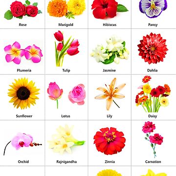 Flower Names in English  Names of Different Flower Types