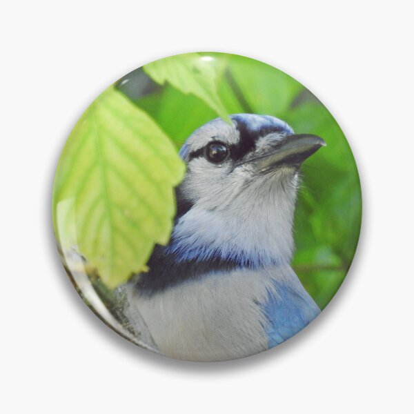 Artikelvorschau, Bluejay entworfen und verkauft von corinthiansgirl.