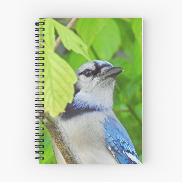 Item preview, bluejay designed and sold by corinthiansgirl.
