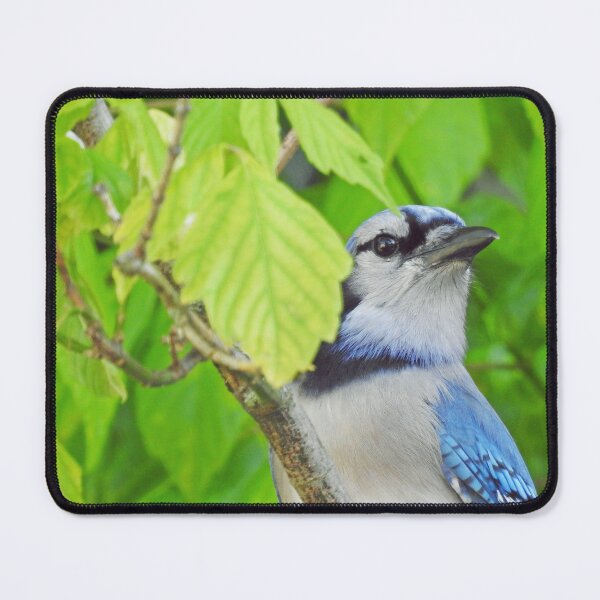 Item preview, bluejay designed and sold by corinthiansgirl.
