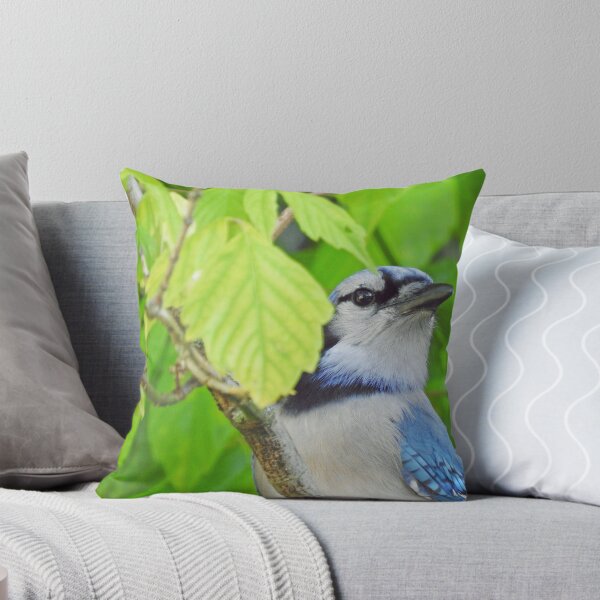 Artikelvorschau, Bluejay entworfen und verkauft von corinthiansgirl.