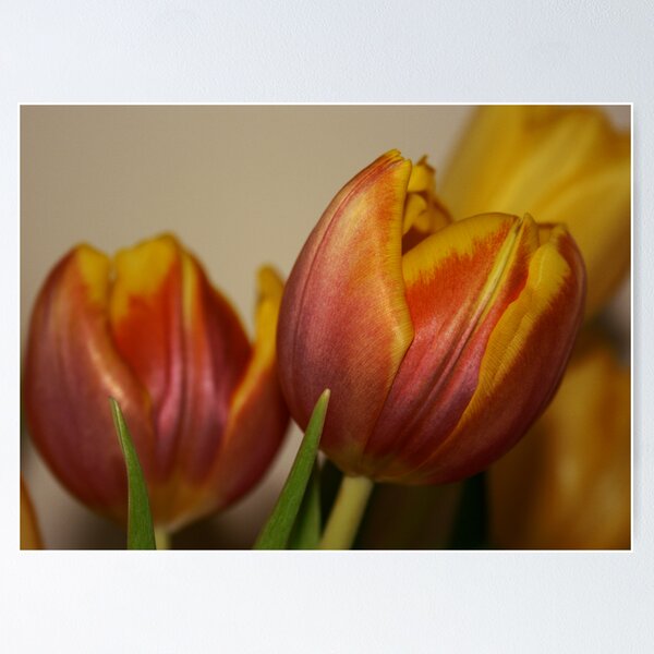 Item preview, Tulips designed and sold by Andrew Dunwoody.