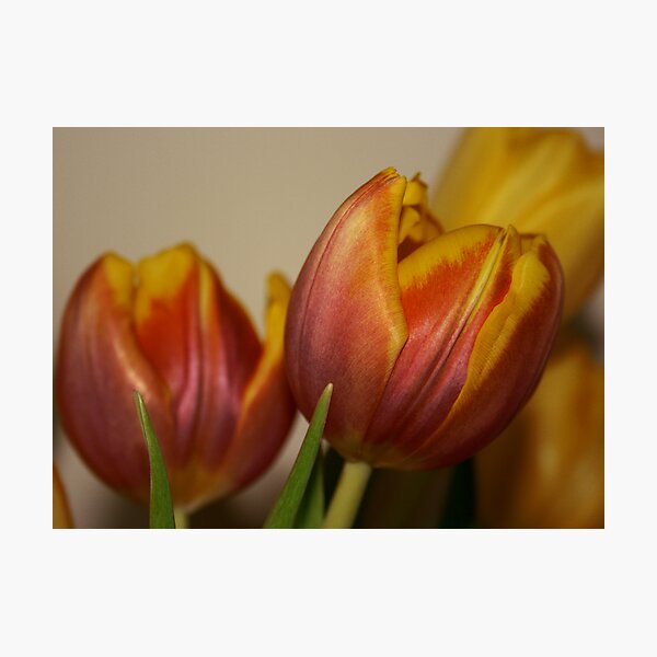 Artikelvorschau, Tulips entworfen und verkauft von Andrew Dunwoody.