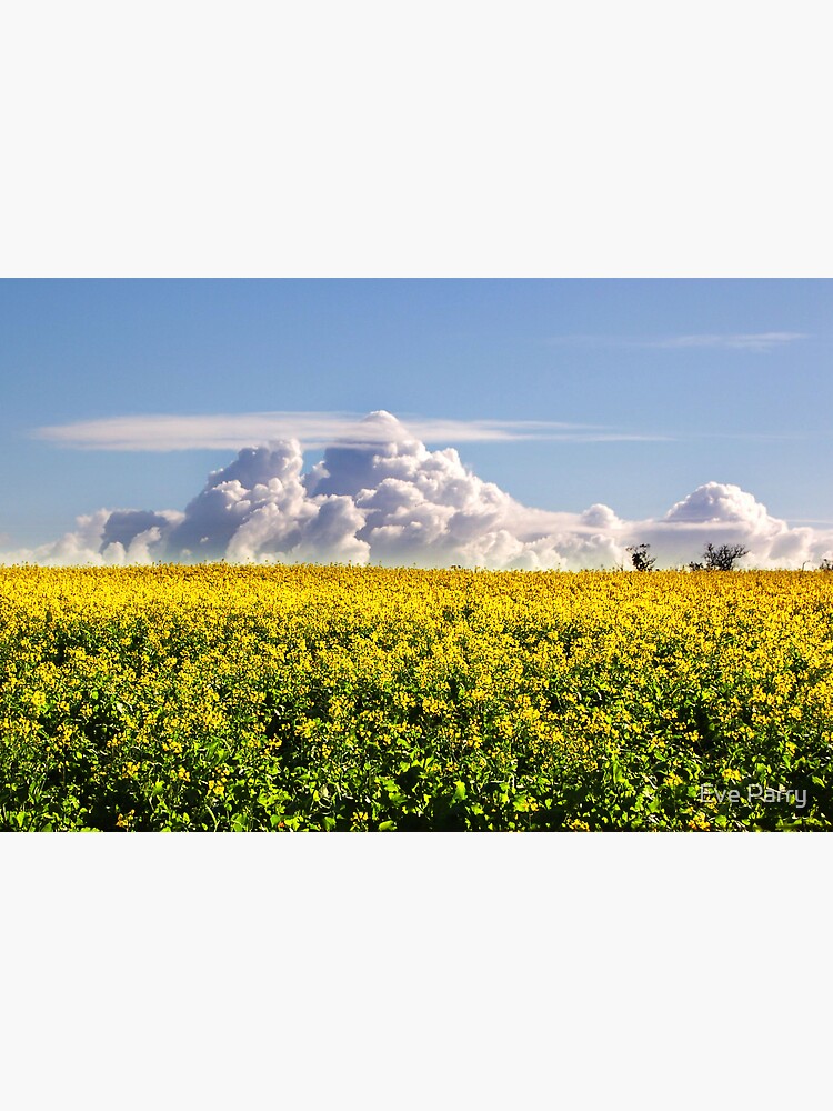 Canola Crops and Clouds by AdamsWife