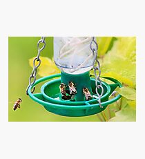 Honey bee feeder Photographic Print