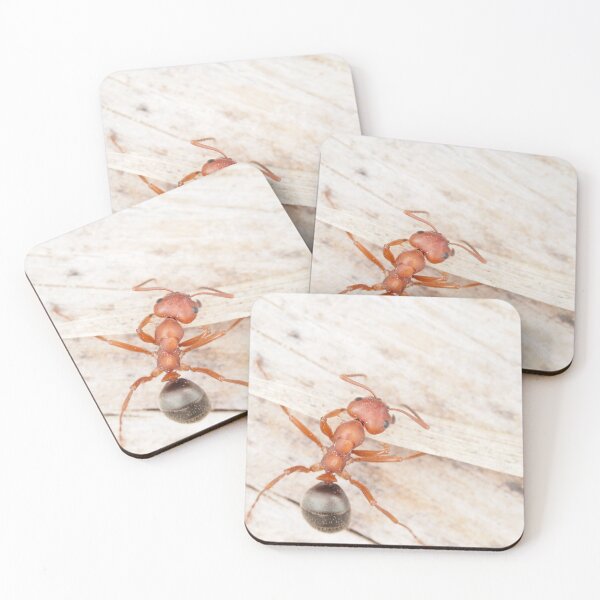Item preview, Tiny red-black ant, probably Formica aserva designed and sold by SDym Photography.