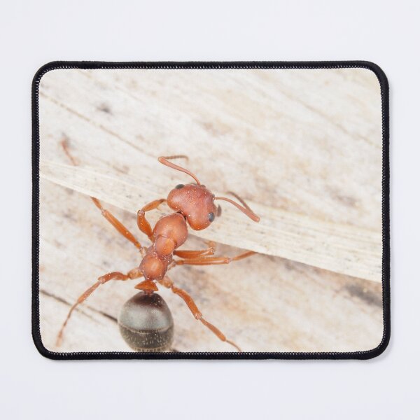 Item preview, Tiny red-black ant, probably Formica aserva designed and sold by SDym Photography.