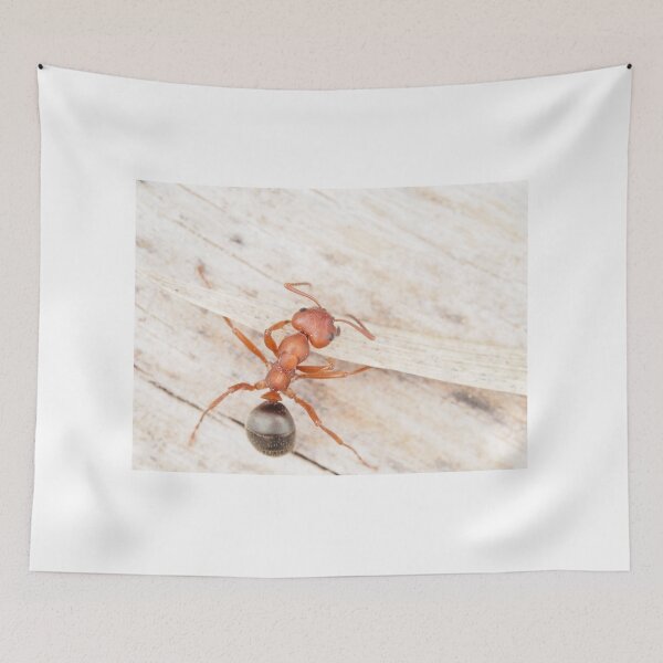 Item preview, Tiny red-black ant, probably Formica aserva designed and sold by SDym Photography.