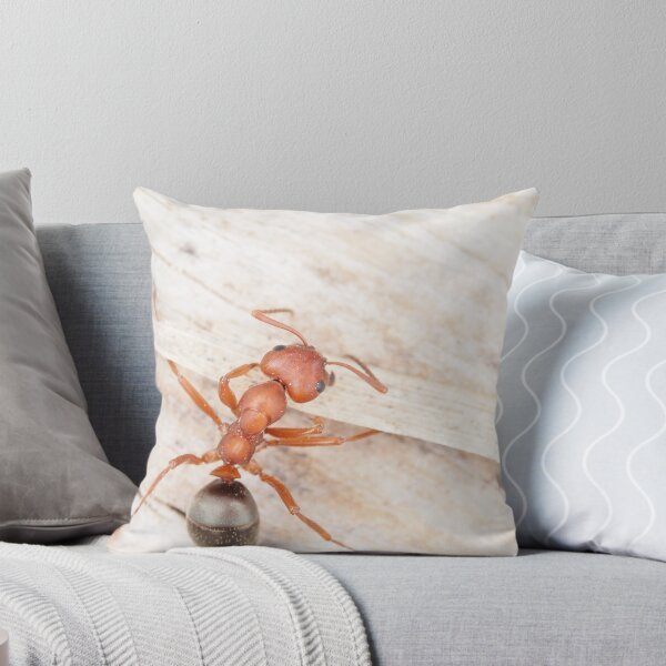 Item preview, Tiny red-black ant, probably Formica aserva designed and sold by SDym Photography.