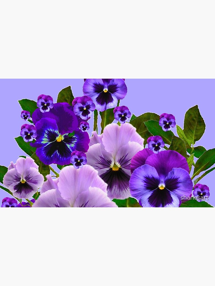 TOUCH OF  SPRING PINK- PURPLE PANSY FLOWERS  by sharlesart