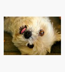 Raspberry Photographic Print