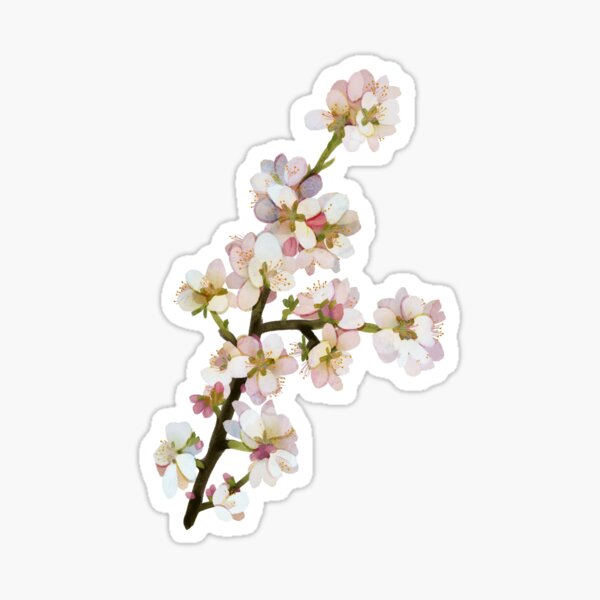 cherry blossoms Sticker