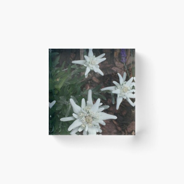 Item preview, Edelweiss designed and sold by Christine  Wilson Photos.