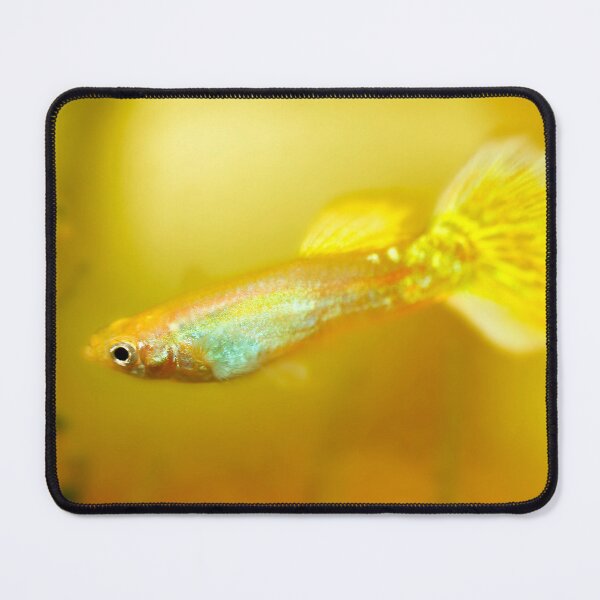 Item preview, Yellow Guppy Fish by heidiannemorris © designed and sold by FOLK ART FUSION by heidiannemorris.