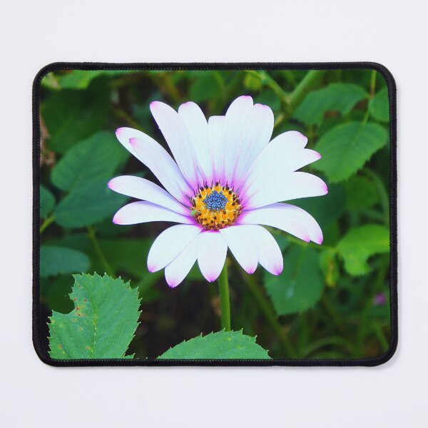 Item preview, Cape daisy designed and sold by pinkal.