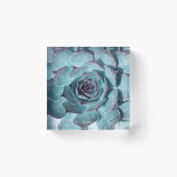 Item preview, Plant print, Cactus print, Succulent, Scandinavian print, Trendy print, Styled, Pillow, Modern art, Wall art, Print, Minimalistic, Modern designed and sold by juliaemelian.