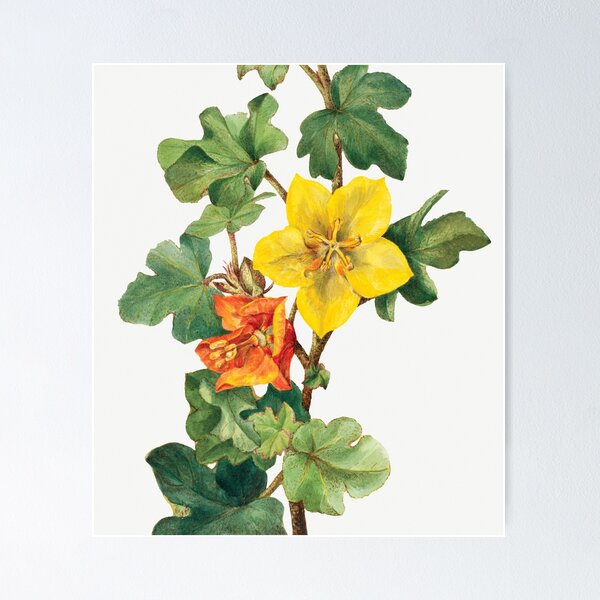 Item preview, Mexican Fremontia Flower by Mary Vaux Walcott designed and sold by sunnyartgarden.