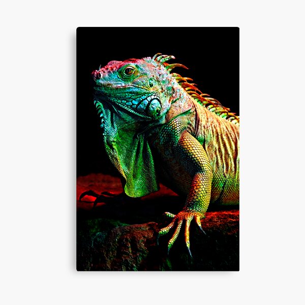 Iguana From The Deep Canvas Print